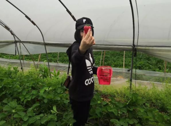 親近“莓”好大自然,羞羞视频在线观看護欄組織員工（gōng）春遊采摘活動